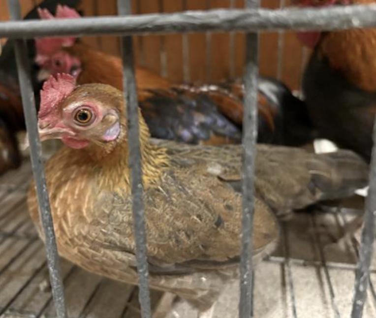 Bird found Pasadena Humane