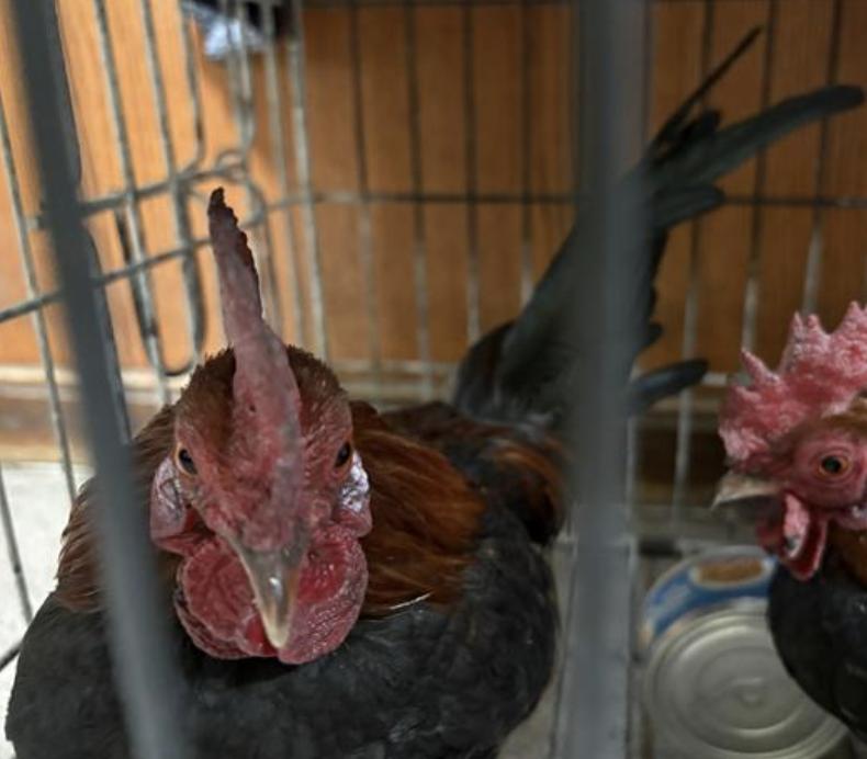 Bird found Pasadena Humane