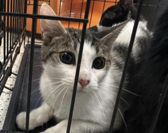 Cat found Pasadena Humane