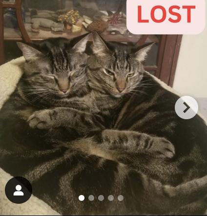 Cat lost 2162 Crawford Ave