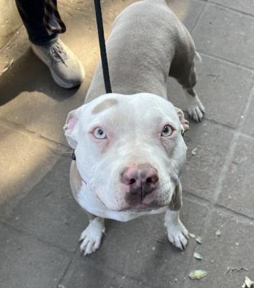 Dog found Pasadena Humane