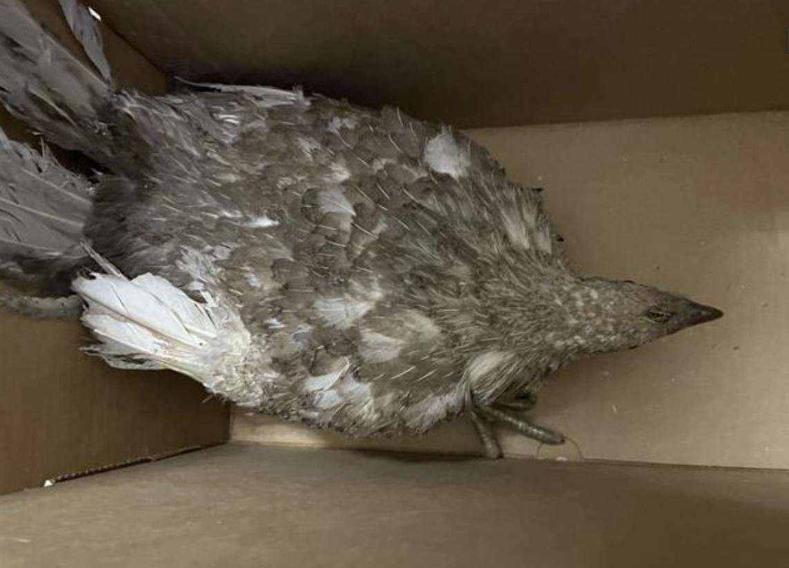 Bird found Pasadena Humane