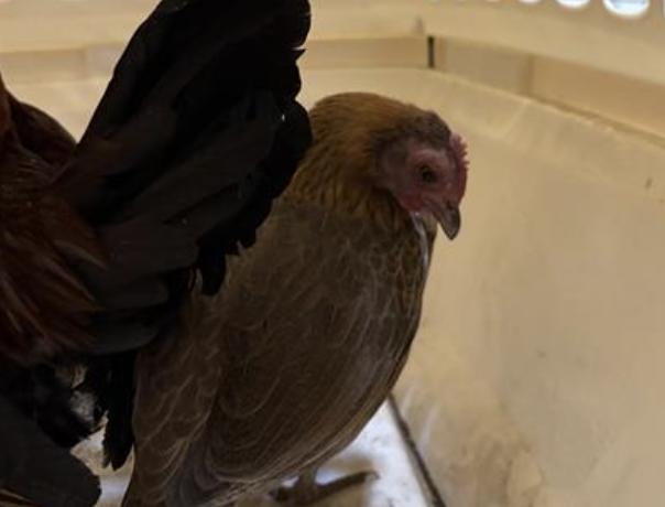 Bird found Pasadena Humane