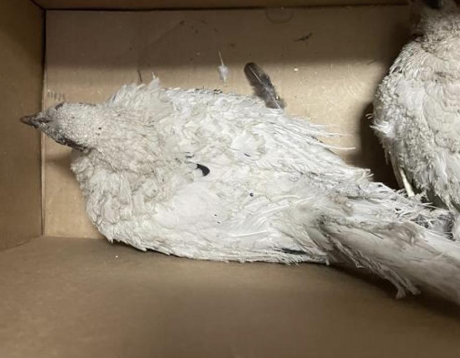 Bird found Pasadena Humane
