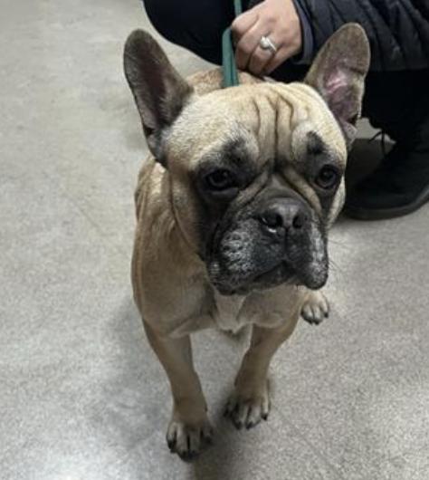 Dog found Pasadena Humane