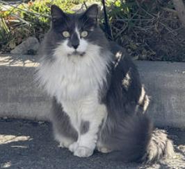 Cat lost 8 La Venezia Ct. Altadena, CA 91001