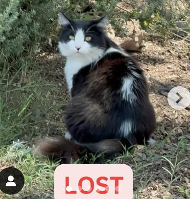 Cat lost W Poppyfields Dr and Glenrose