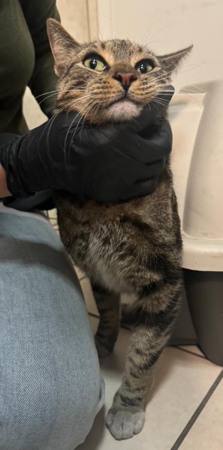 Cat found