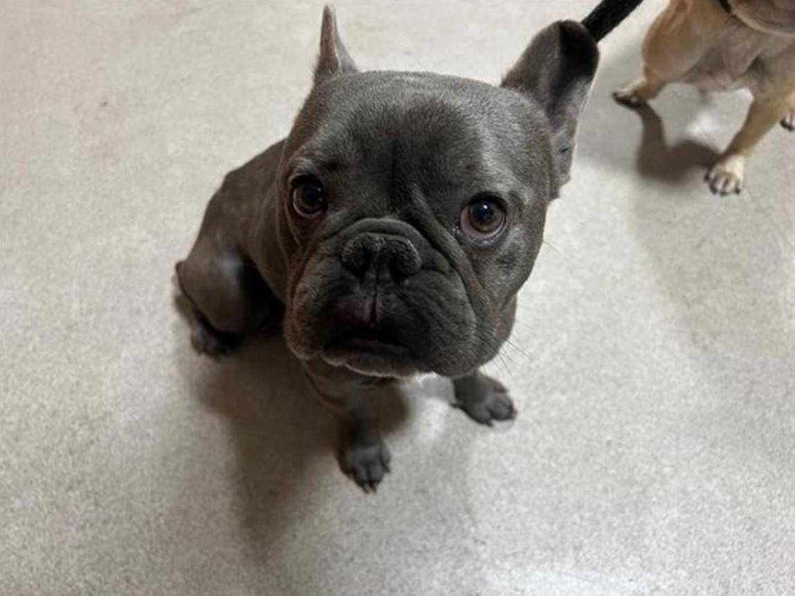 Dog found Pasadena Humane