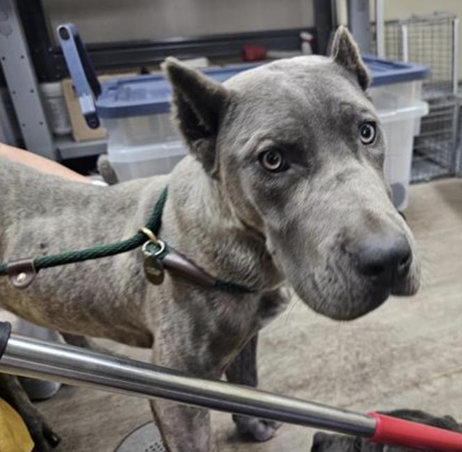 Dog found Pasadena Humane