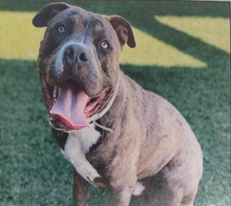 Dog found Los Angeles Animal Services - West Los Angeles Shelter