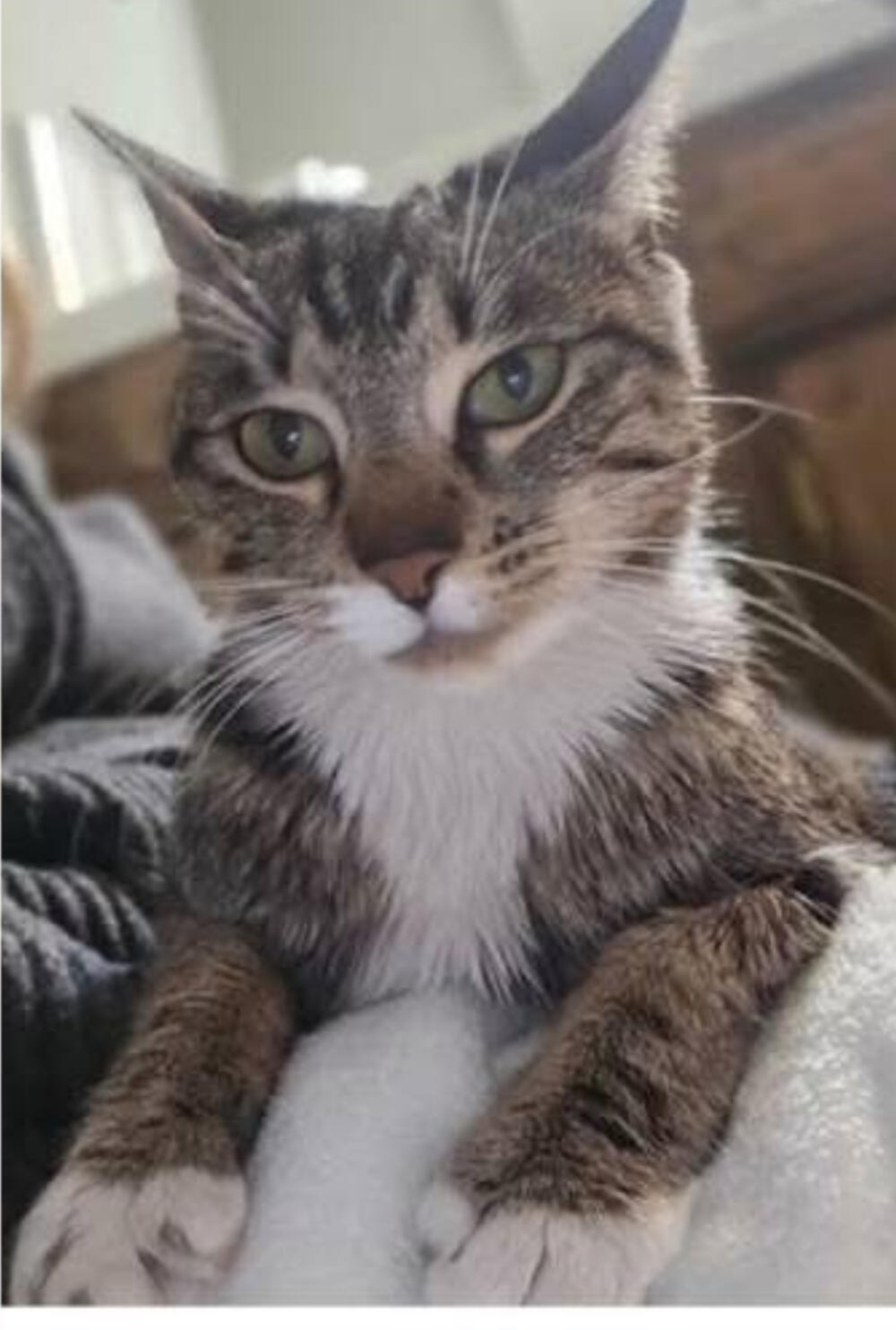 ~ 1 year old FEMALE shorthair Grey / brown  tabby and white neck , white fingers 🔥 TRANSFER FROM MALIBU 🔥