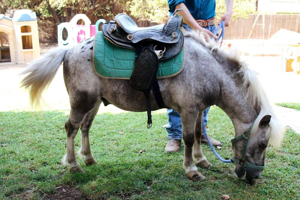 Kids’ pony, Starlight, missing from burned Altadena nursery school