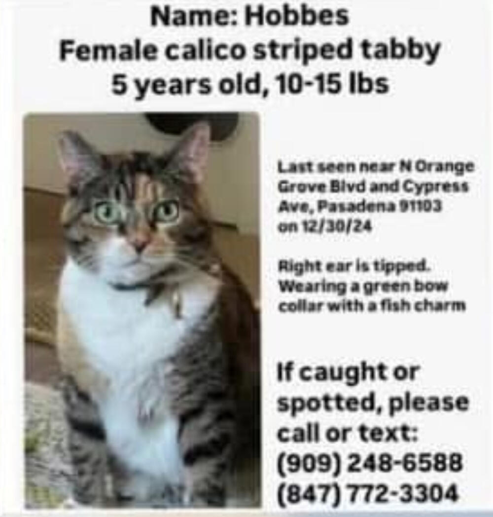 Cat lost calico tabby Altadena