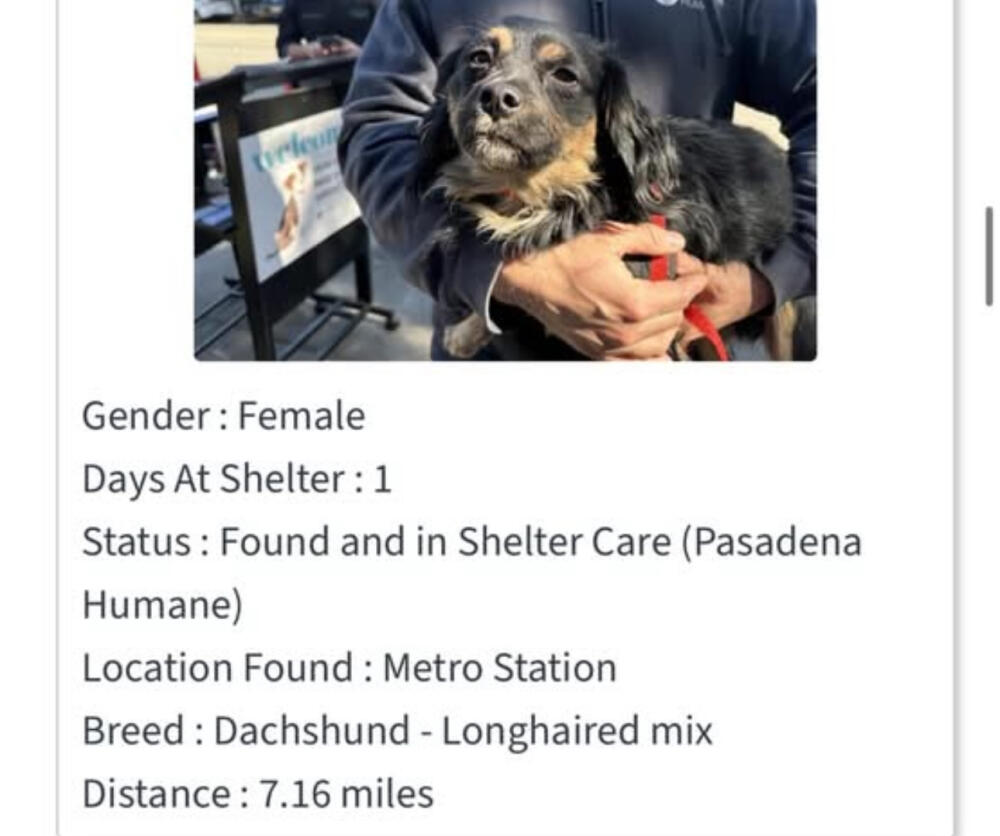 Dachshund - Longhaired mix Female