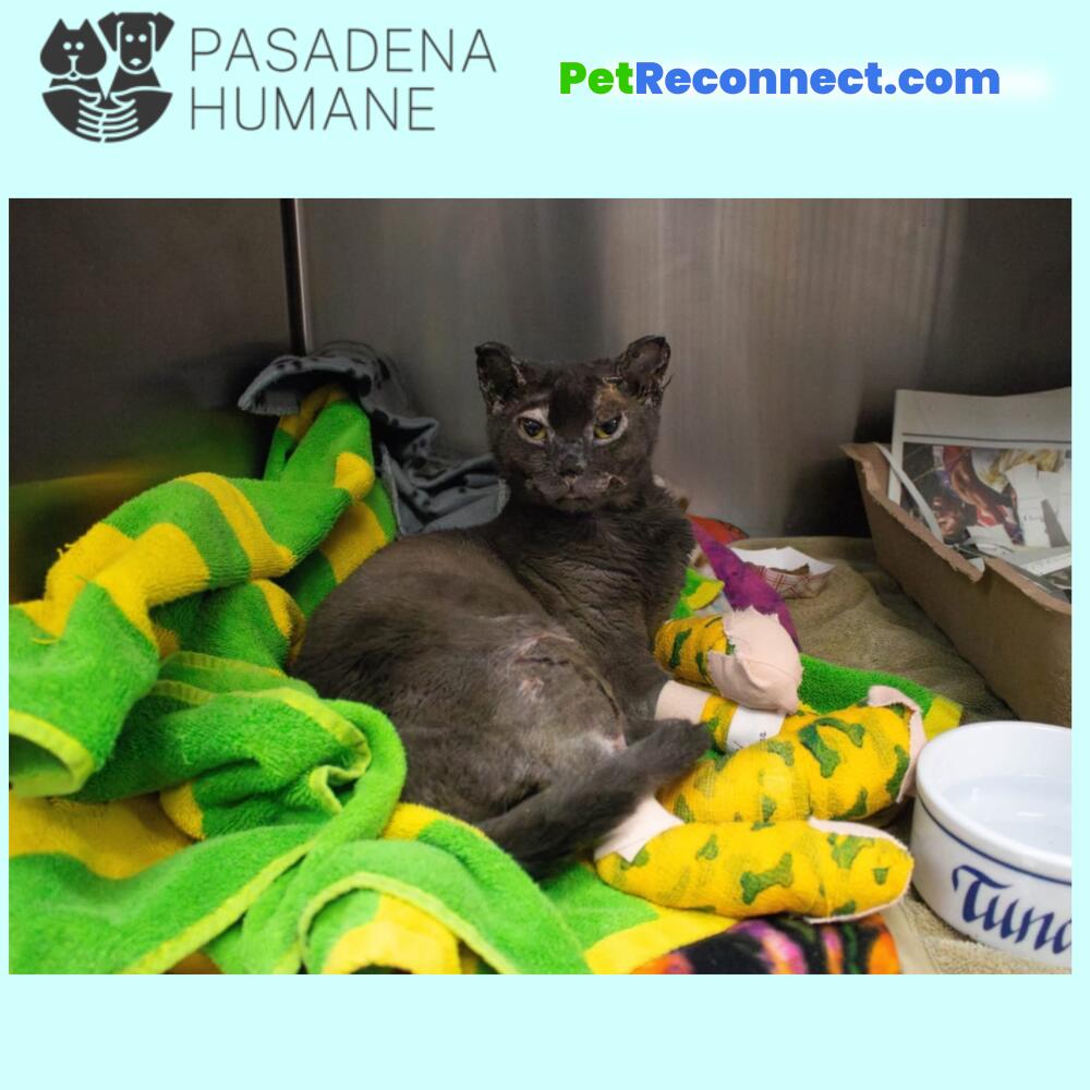 A519243, a female gray cat found in Altadena with burns all over her body. She is currently being treated in our ICU.