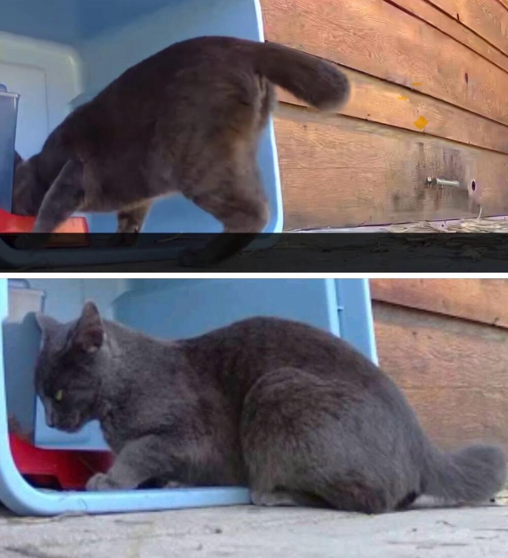 Found young gray female cat with half a tail. Highview/Altadena