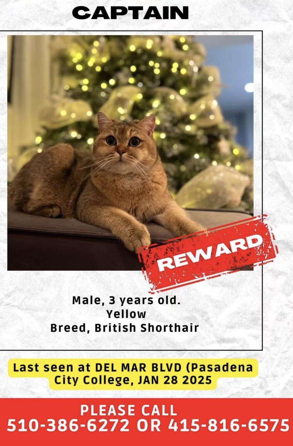 Lost male orange tabby cat Captain.