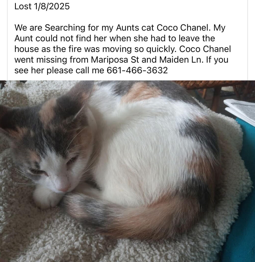 Female calico and white lost