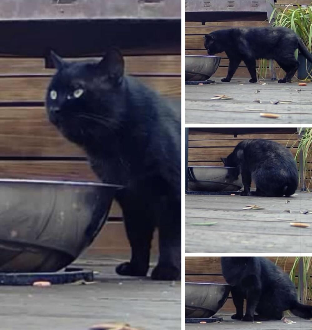 🔥 Found black cat in Altadena 🔥