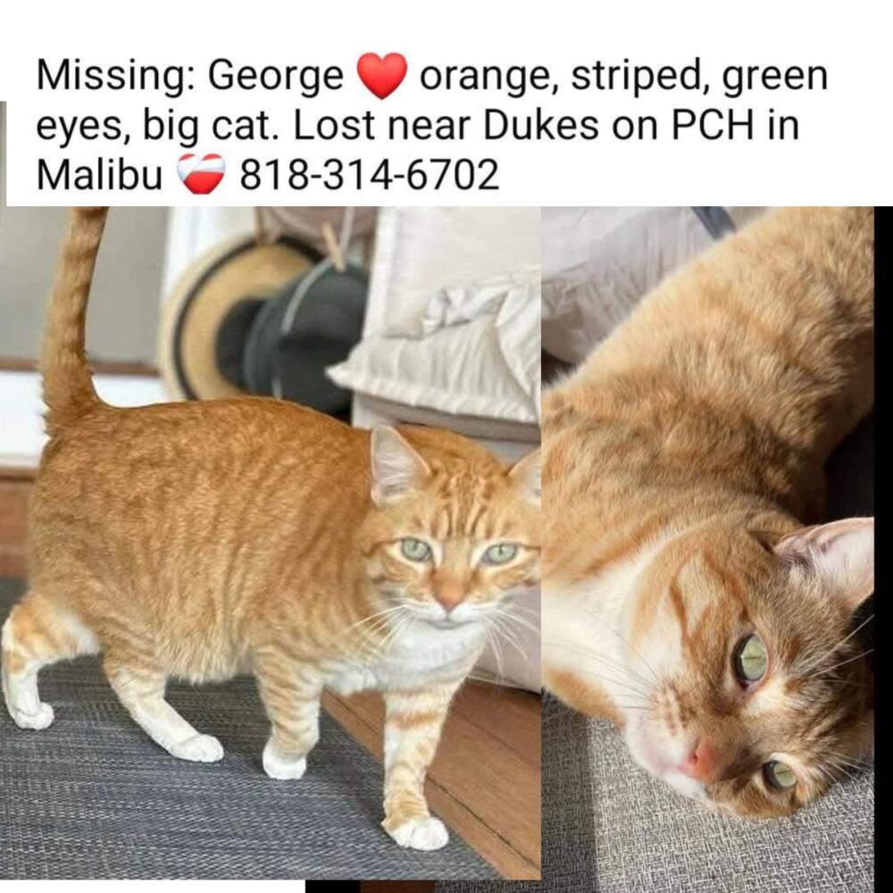 Lost:George orange tabby striped green eyes big male cat