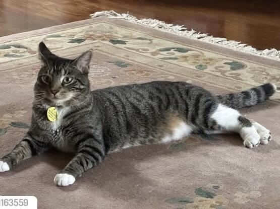 Striped juvenile cat, white paws and back legs with light brown patch on bell