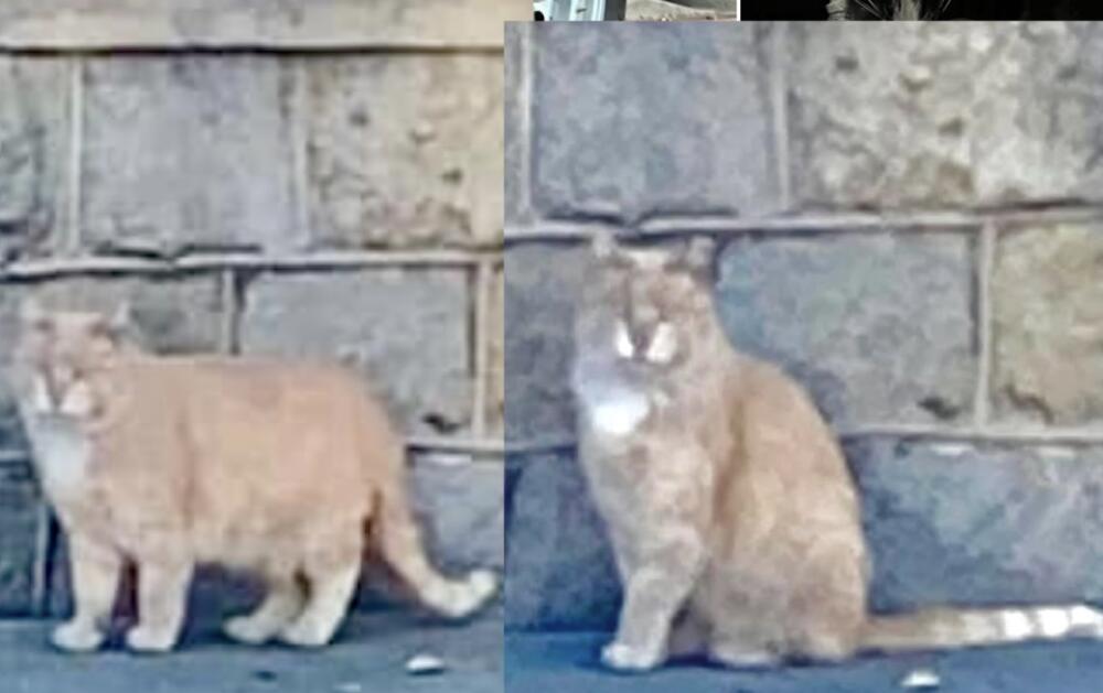 Orange cat found Altadena Pasadena