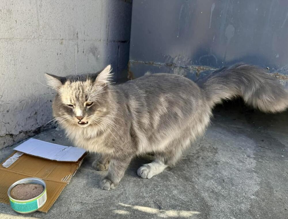 Gray smoky longhair cat found