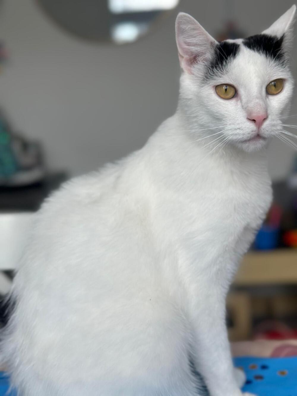 Peanut is a friendly, sweet, and brave outdoor cat and is missing for a week now. Please help us find him!