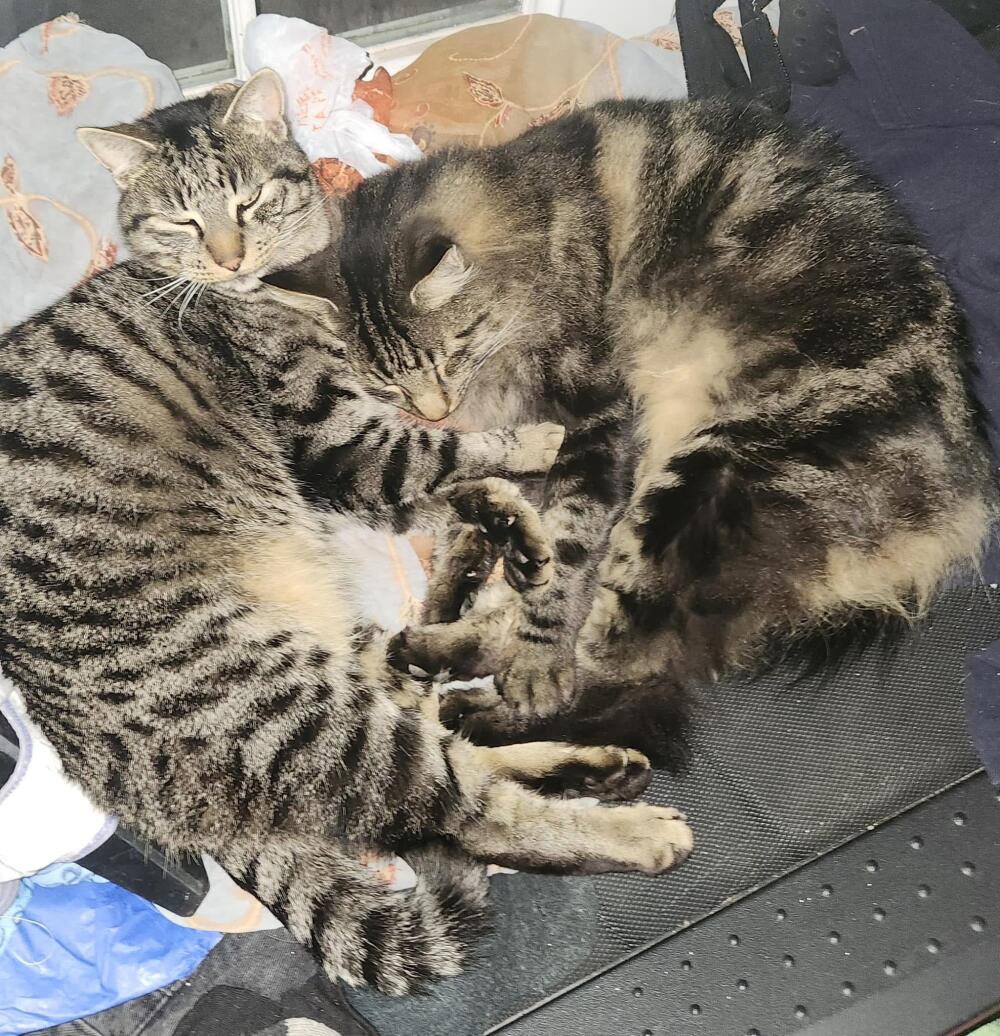 Malibu gray tabby shorthair and longhair tortoise shell ( brown tabby ).