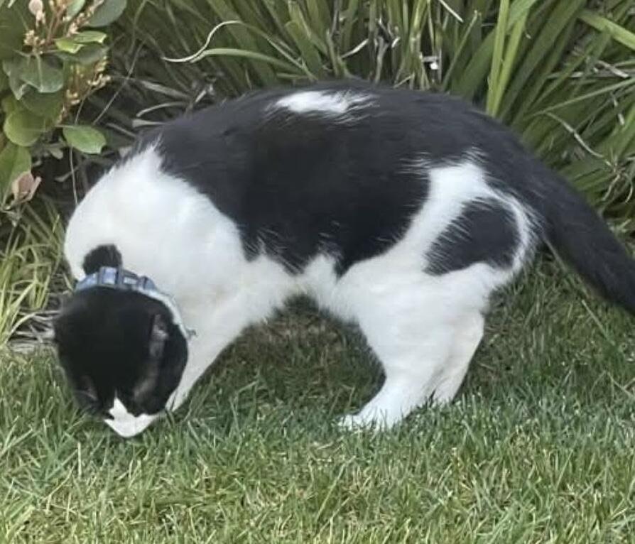 Lost male cat White belly and legs black back with white spot and black spot on left leg, right ear chipped