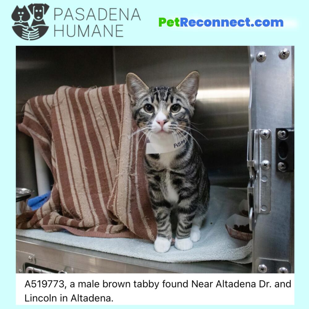 A519773, a male brown gray (?) tabby found Near Altadena Dr. and Lincoln in Altadena.