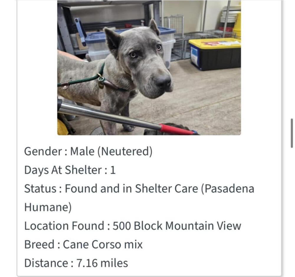 Found Gray big Cane Corso mix