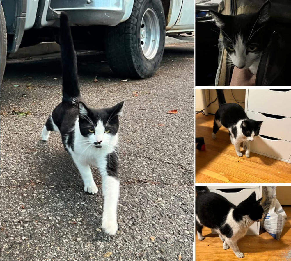 Black and white female cat found. Altadena fire area 🔥