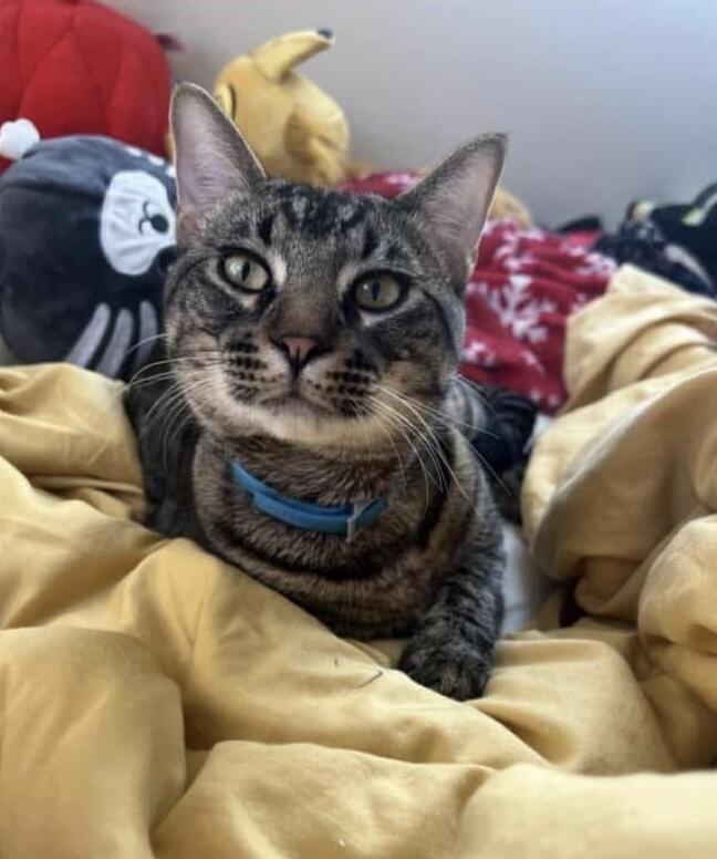 Gray tabby white chin male