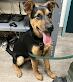 German shepherd female ~ 7 months old