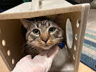 Found cat male gray brown tabby shorthair around 4 y.o.