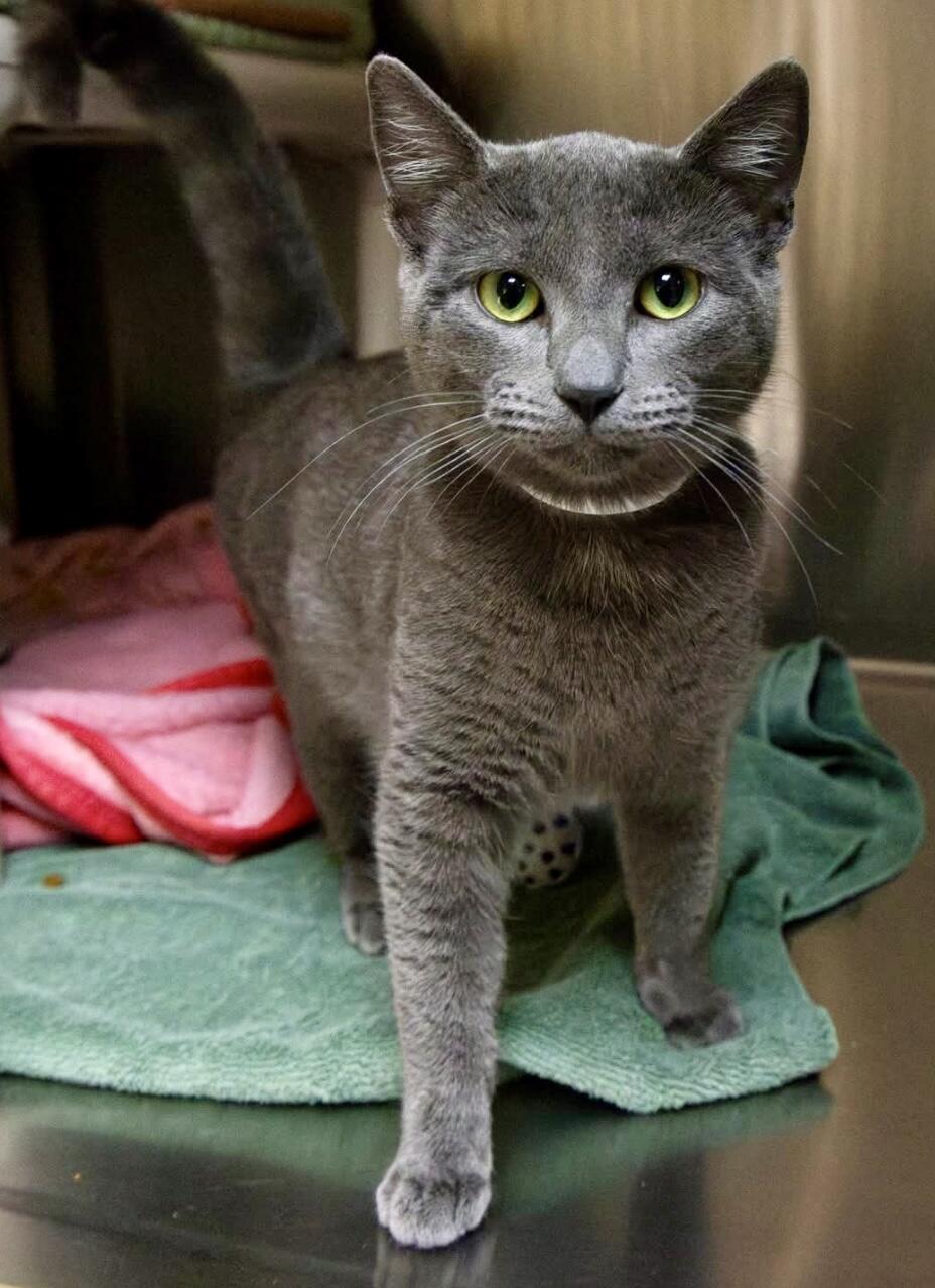 Female gray / Russian / British blue cat found in Pasadena