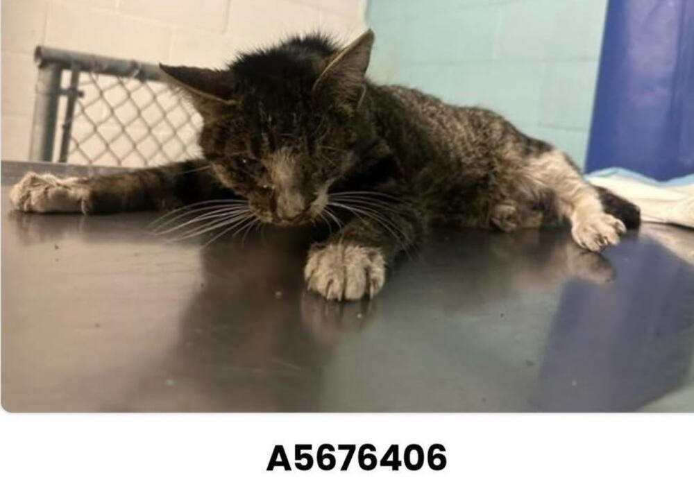 Found shorthair cat in bad condition gray /brown tabby with white