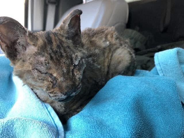 Found female brown and black ( Gray ) tabby domestic shorthair