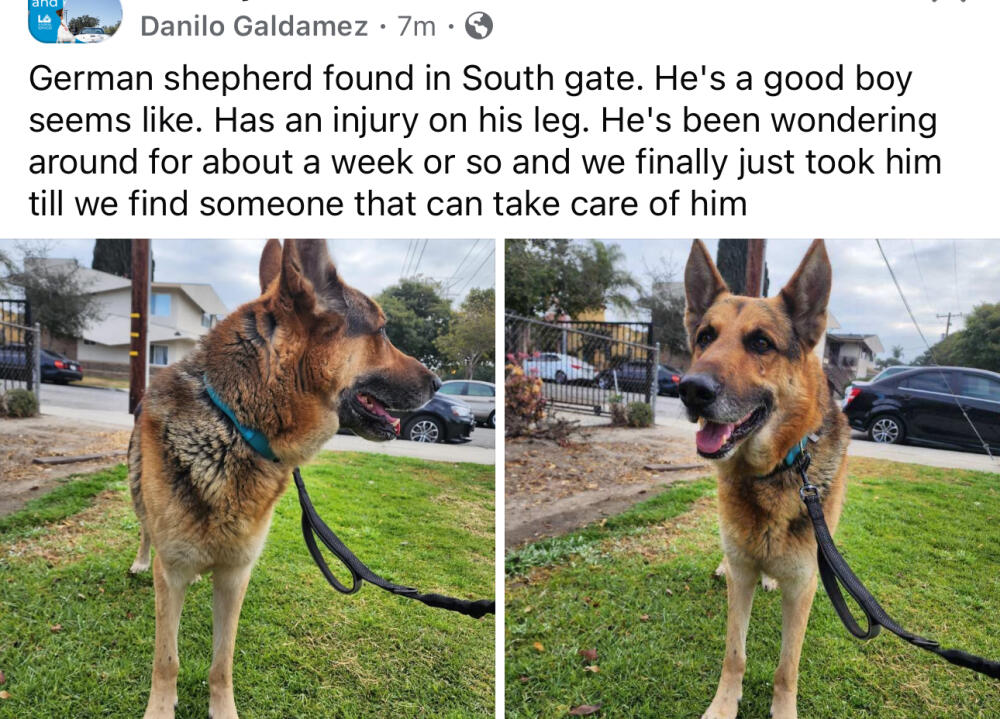 German shepherd