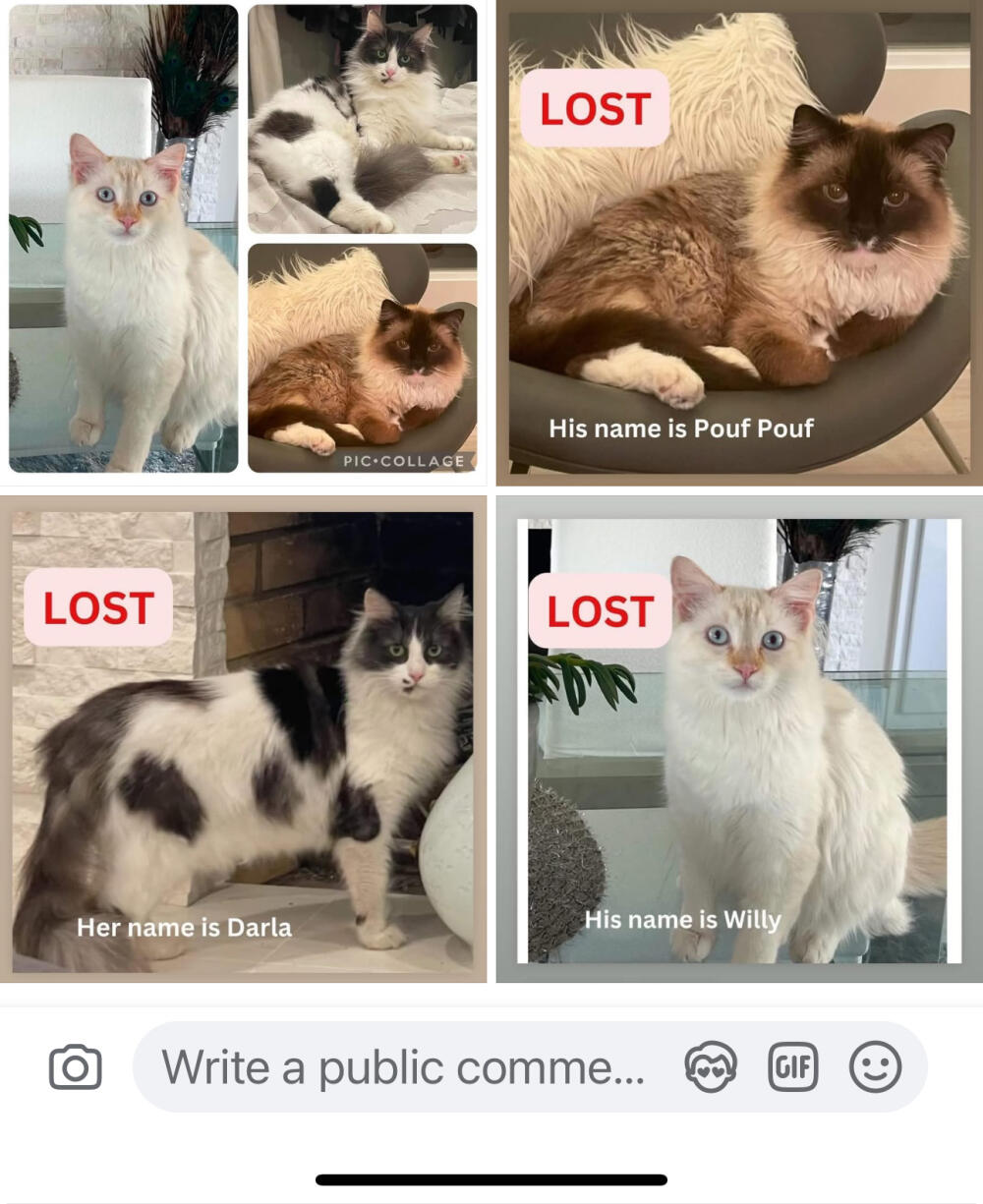 3 cats lost in Altadena Fire on 1/7/2025