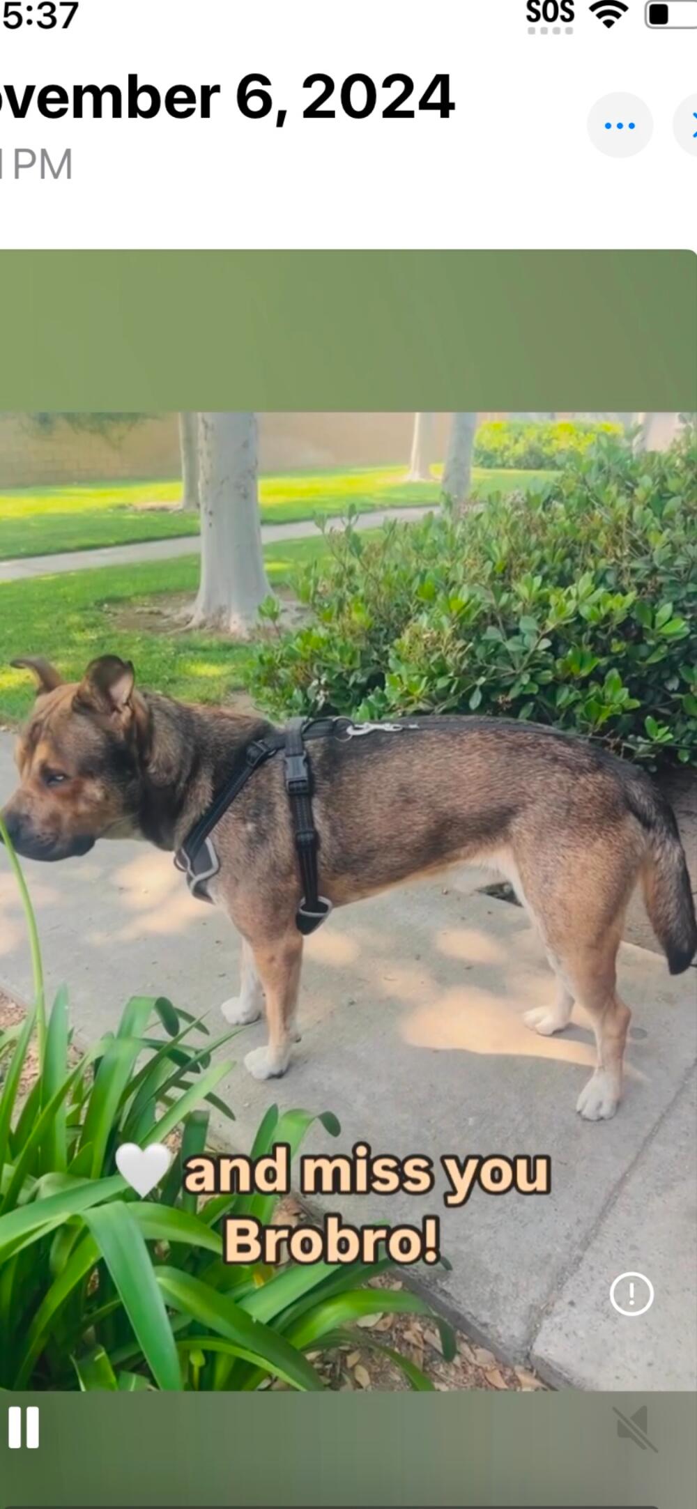 Missing Dog since November 13