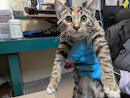 Found cat ~5 months old gray tabby orange (?)