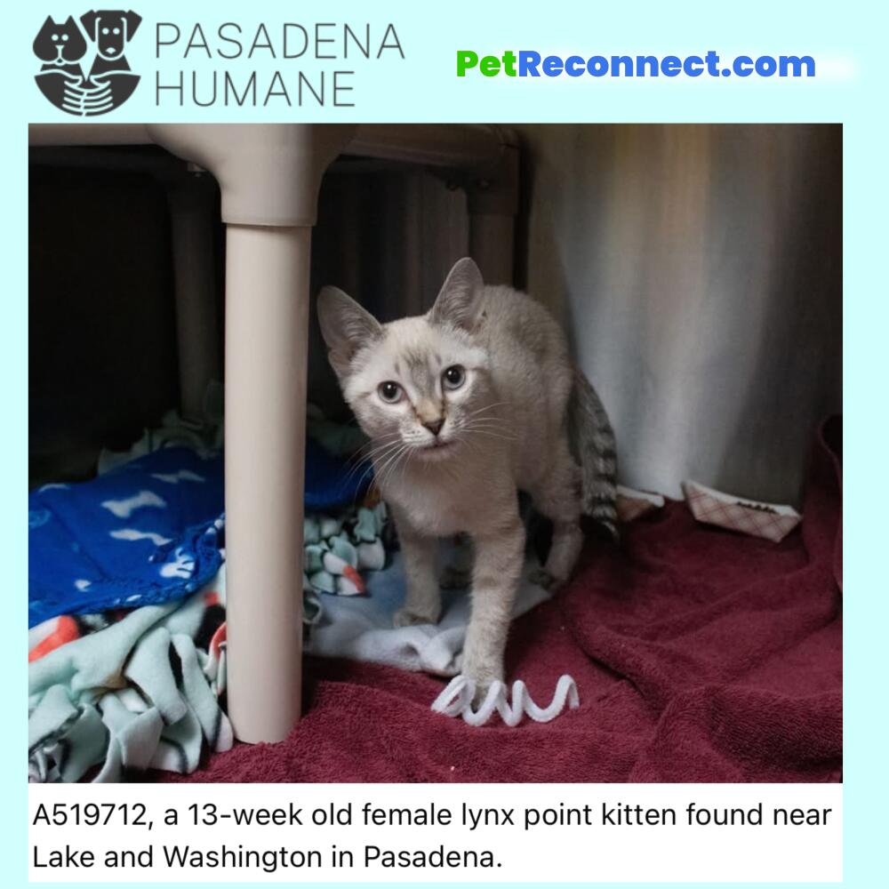 A519712, a 13-week old female lynx point kitten found near Lake and Washington in Pasadena.