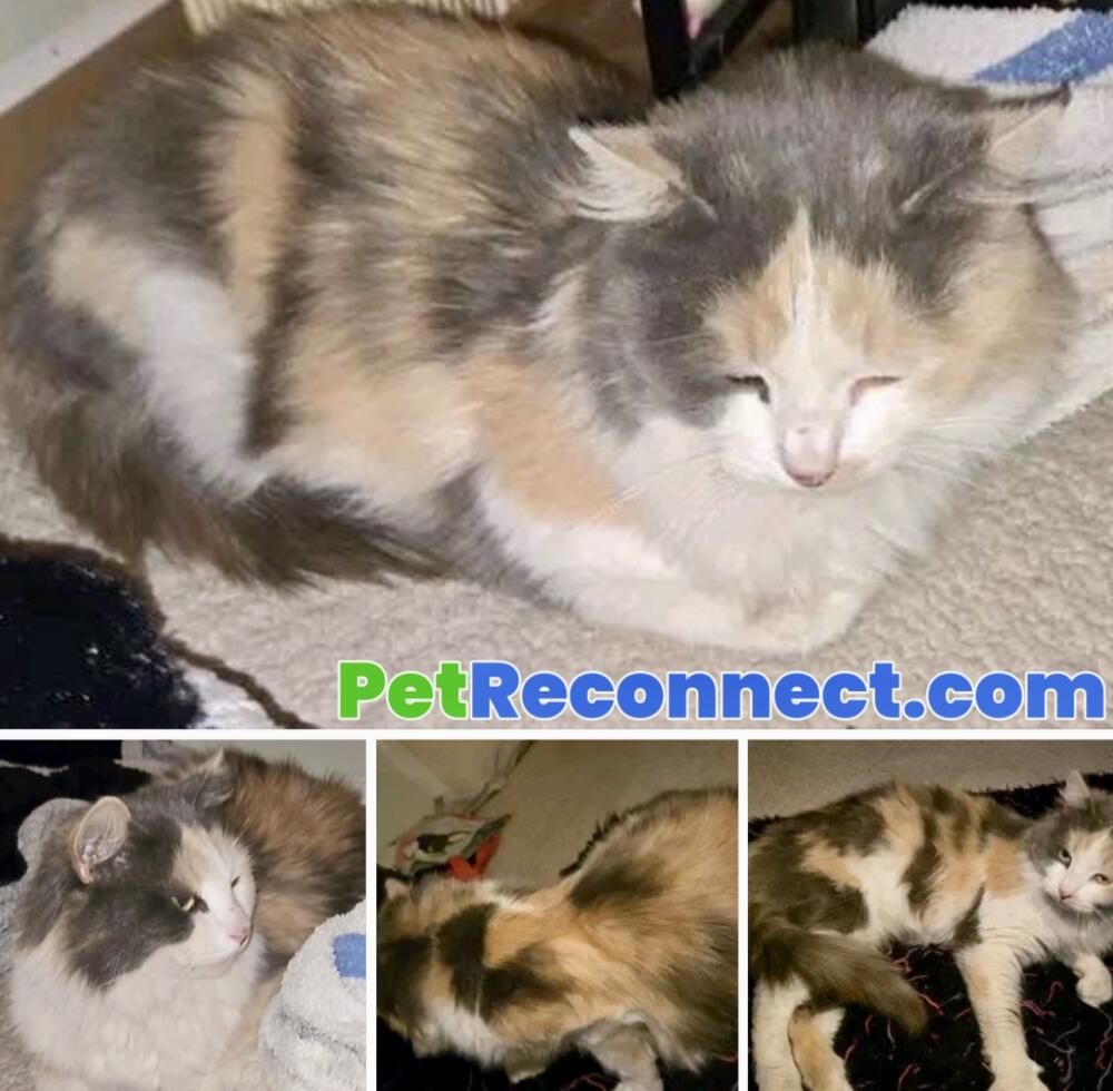 Found Long haired, female white orange gray calico in Rancho cascades Sylmar, CA