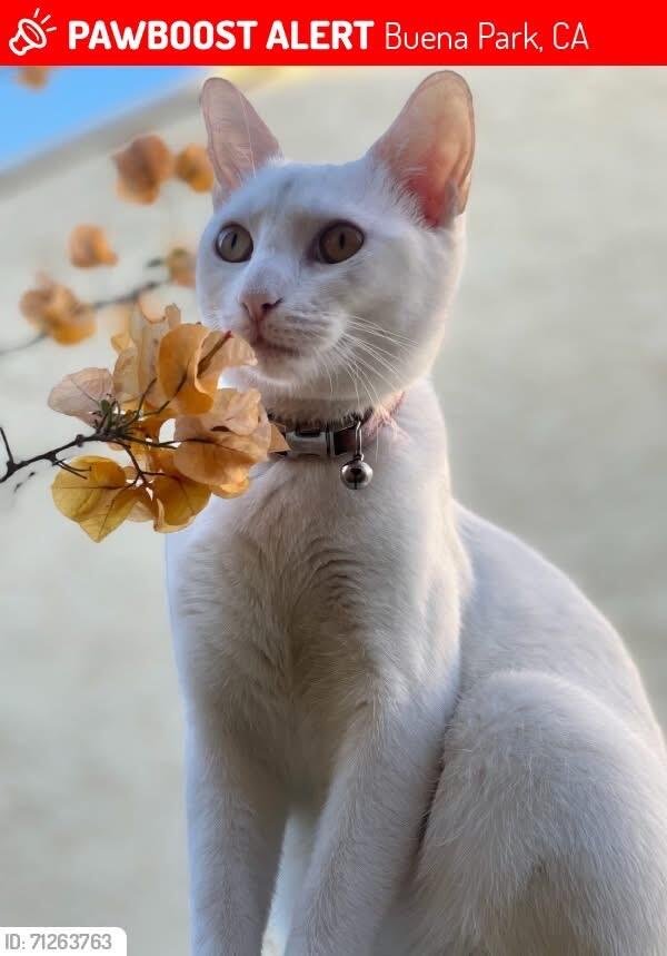 Domestic short hair pure white