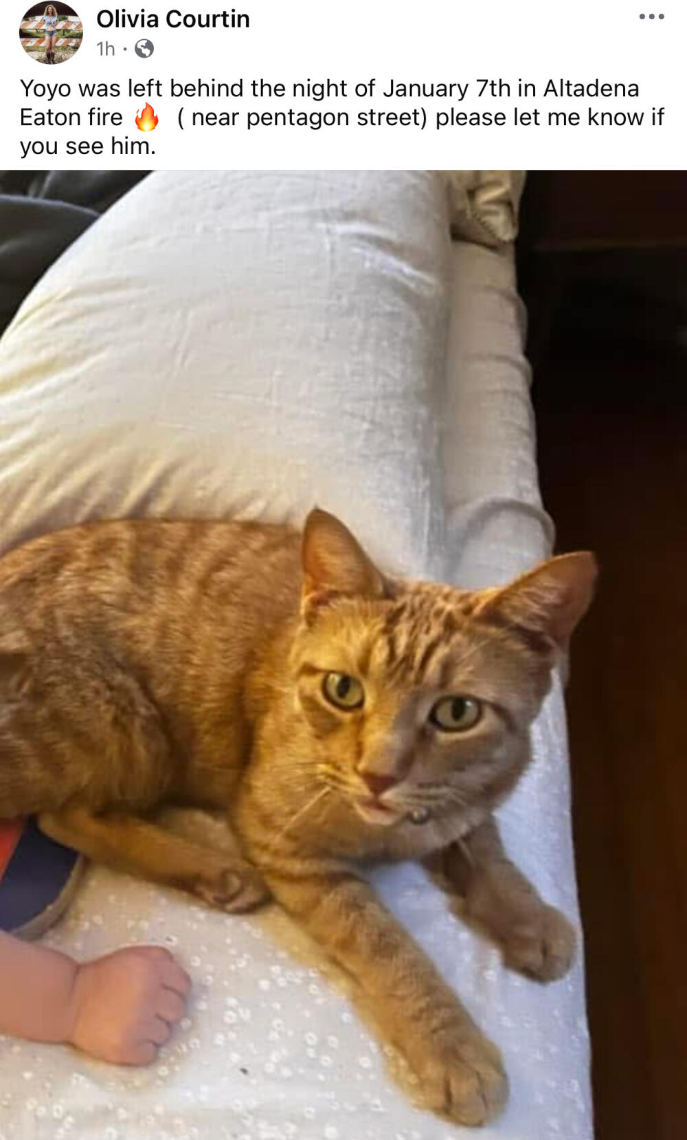 Lost orange tabby cat Yoyo