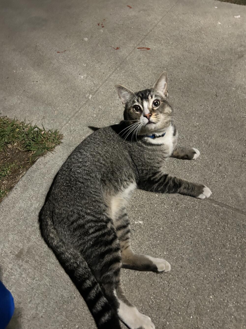 grey tabby boy.