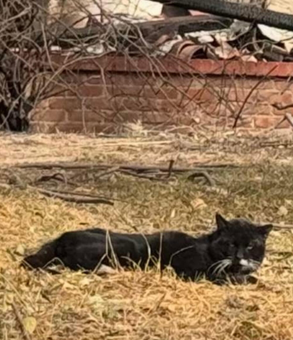 Spotted / found black and white cat. Altadena.